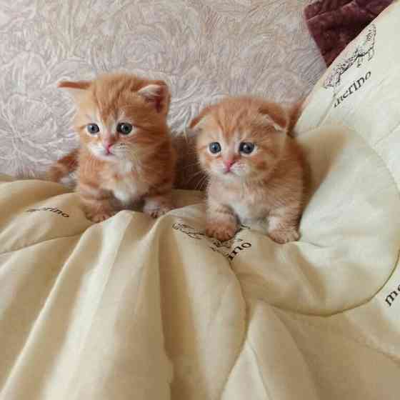 munchkin kittens Берлин