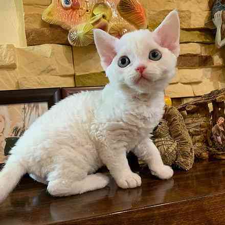 Devon rex kittens Берлін