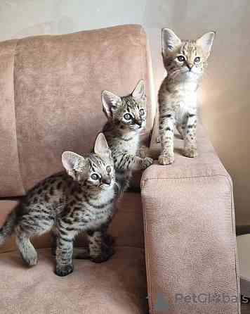 Savannah kittens Берлин