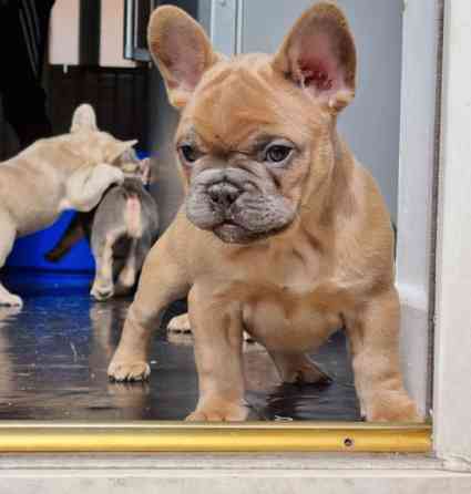 ​​Französische Bulldoggenwelpen zu verkaufen Hübsche Hunde und Mädchen zu verkaufen Берлін