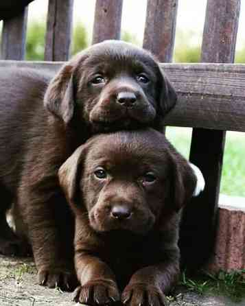 Labrador puppies Stocky black München