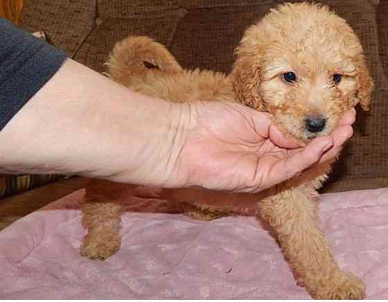 Labrador puppies Stocky black München