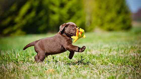 Labrador puppies Stocky black München