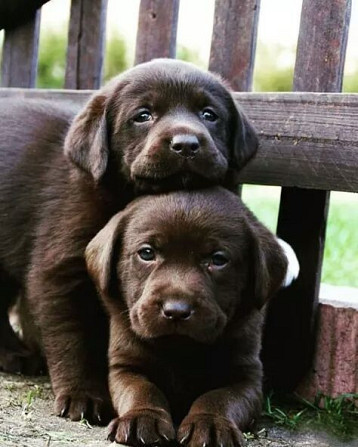 Labrador puppies Stocky black Мюнхен - изображение 2