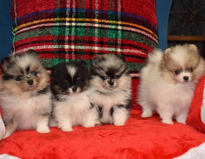 Pomeranian Hündinnen und Rüden Hübsche Hunde zu verkaufen Stuttgart - photo 1