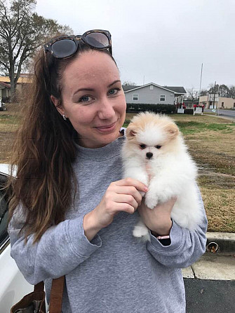 Pomeranian Hündinnen und Rüden Hübsche Hunde zu verkaufen Stuttgart - photo 5