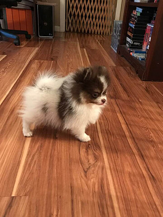Pomeranian Hündinnen und Rüden Hübsche Hunde zu verkaufen Stuttgart - photo 2