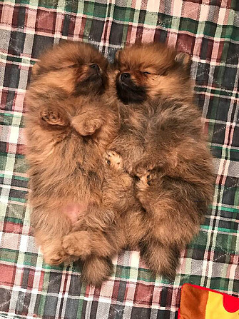 Pomeranian Hündinnen und Rüden Hübsche Hunde zu verkaufen Stuttgart - photo 3