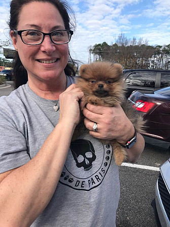 Pomeranian Hündinnen und Rüden Hübsche Hunde zu verkaufen Stuttgart - photo 4