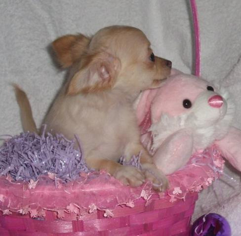 ​​Chihuahua-Welpen Welpen zu verkaufen Hübsche Hunde und Mädchen zu verkaufen❤️ München - изображение 2