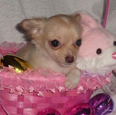 ​​Chihuahua-Welpen Welpen zu verkaufen Hübsche Hunde und Mädchen zu verkaufen❤️ München - изображение 3