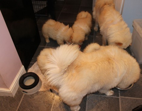 ​​Chow Chow Welpen zu verkaufen Hübsche Hunde und Mädchen zu verkaufen Магдебург - изображение 3