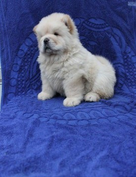 ​​Chow Chow Welpen zu verkaufen Hübsche Hunde und Mädchen zu verkaufen Магдебург - изображение 2