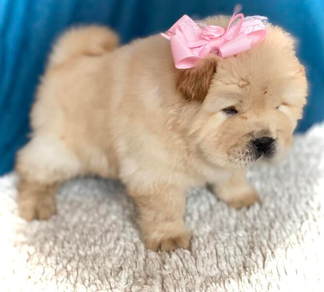 ​​Chow Chow Welpen zu verkaufen Hübsche Hunde und Mädchen zu verkaufen Магдебург - изображение 1
