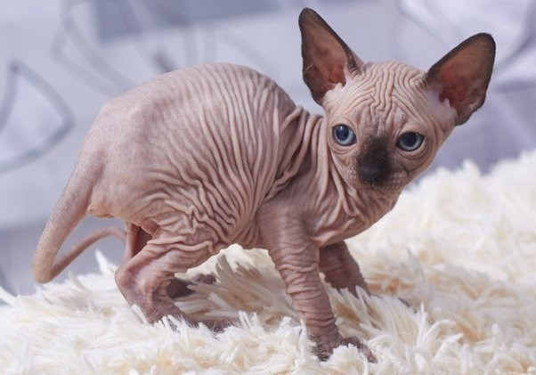 Sphynx Kätzchen Берлин - изображение 1