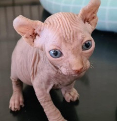 Wunderschöne Sphynx Kätzchen Берлин - изображение 1