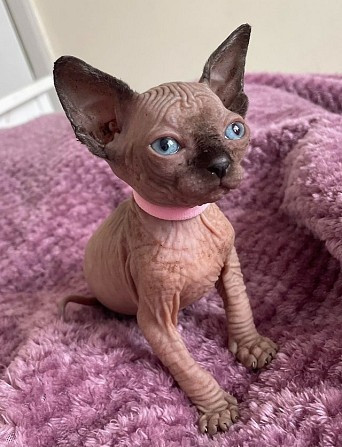 Sphynx Kätzchen verfügbar Потсдам - изображение 1