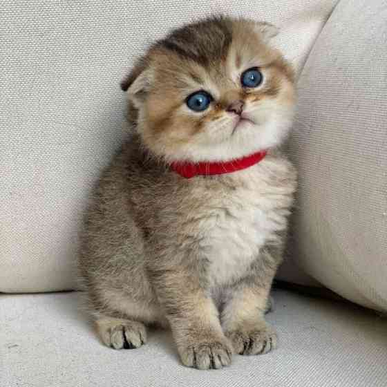 Scottish Fold Kätzchen Висбаден