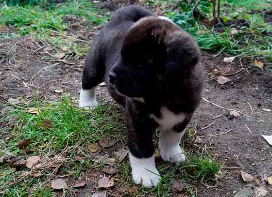 American Akita Kempten (Allgäu)