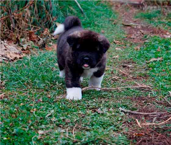 American Akita Кемптен (Алльгой)