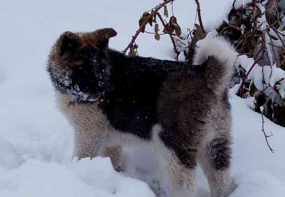 American Akita Kempten (Allgäu)