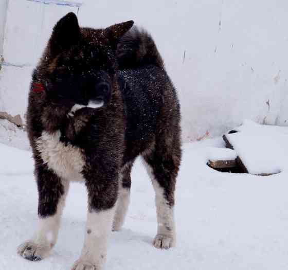 American Akita Kempten (Allgaeu)