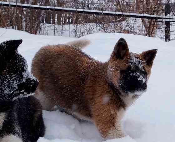 American Akita Kempten (Allgäu)