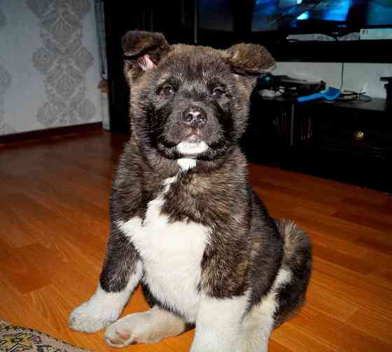 American Akita Kempten (Allgaeu)