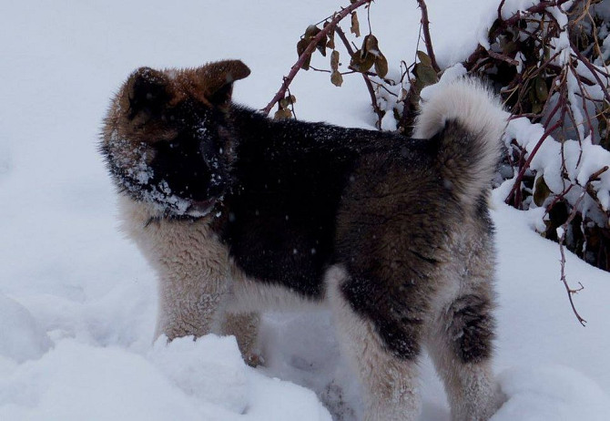 American Akita Kempten (Allgäu) - изображение 4