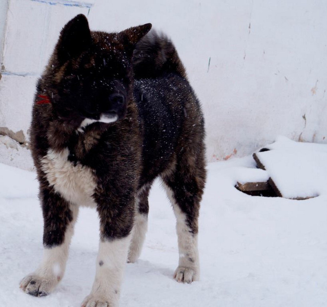 American Akita Kempten (Allgaeu) - photo 5