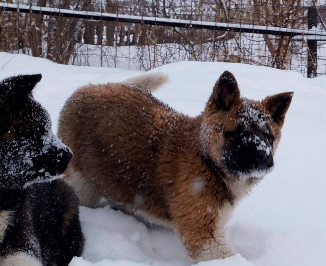 American Akita Кемптен (Алльгой) - изображение 1