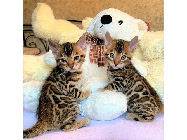 Bengal kittens Берлин - изображение 1