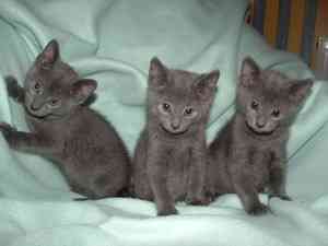 Russian Blue kittens Берлін