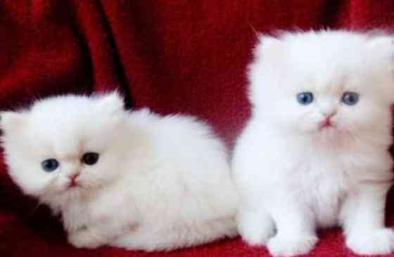 persian kittens Берлин