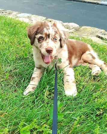 Unglaubliche KC Border Collie Welpen Дрезден