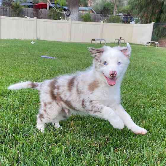 Unglaubliche KC Border Collie Welpen Дрезден