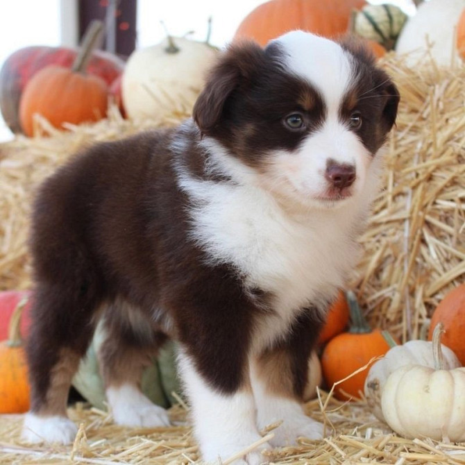 Unglaubliche KC Border Collie Welpen Dresden - photo 2