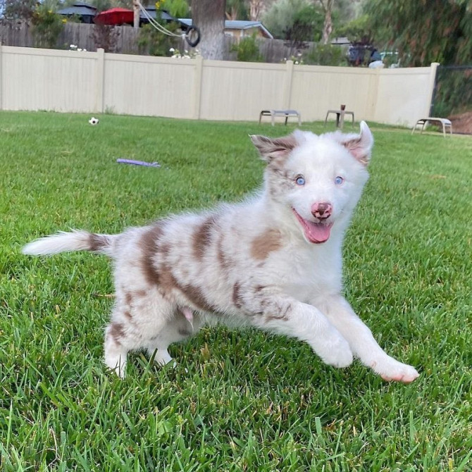 Unglaubliche KC Border Collie Welpen Дрезден - изображение 1