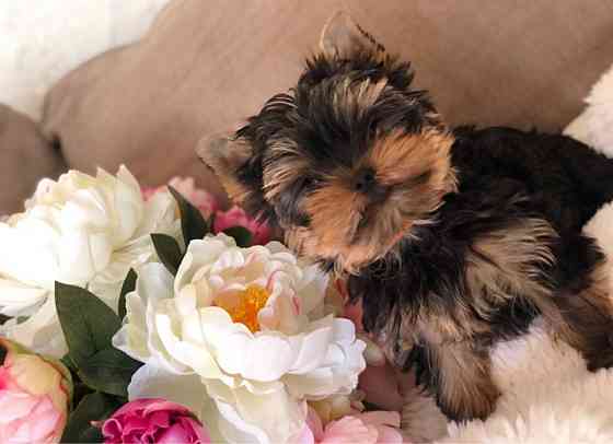 Yorkshire Terrier Welpen zu verkaufen Магдебург