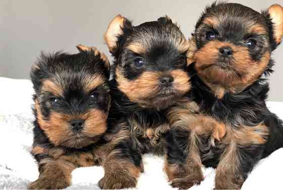 Yorkshire Terrier Welpen zu verkaufen Магдебург