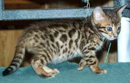 Bengal kittens Duesseldorf