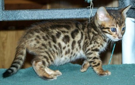 Bengal kittens Дюссельдорф - изображение 1