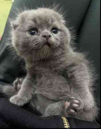 Scottish Fold Kätzchen Dresden