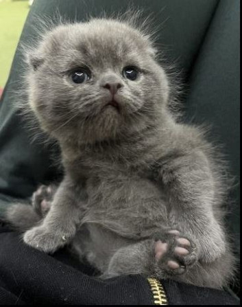 Scottish Fold Kätzchen Dresden - photo 2