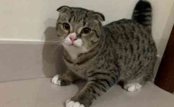 Tabby Scottish Fold Katzen zu verkaufen Шверін