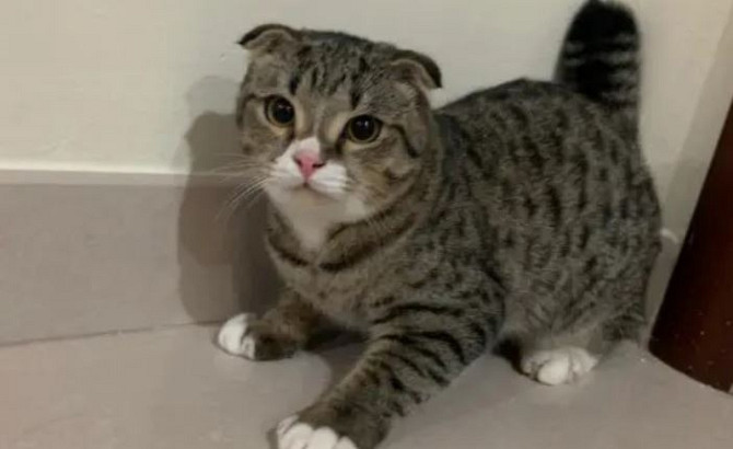 Tabby Scottish Fold Katzen zu verkaufen Schwerin - изображение 1