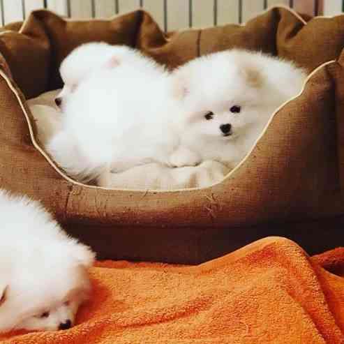 Pomeranian sucht neues Zuhause Эрфурт