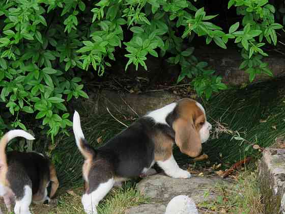 Süße Beagle-Welpen. Magdeburg