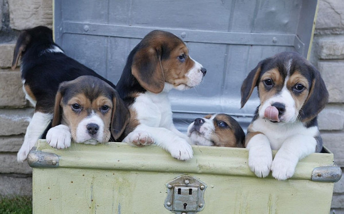 Beagle-Welpen zur Adoption Hamburg - изображение 1