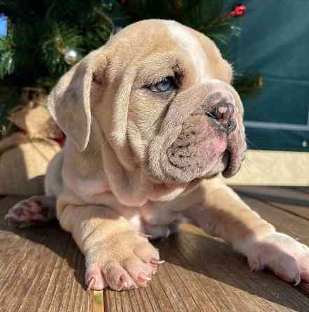 AKC-Registrierung für Englische Bulldoggenwelpen Hamburg